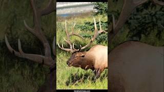 Magnificent Bull Elk Herding During Rut