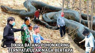 Geger !! Dikira Batang Pohon Kering Ternyata Ular Naga Bertapa