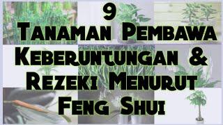 INILAH 9 TANAMAN PEMBAWA KEBERUNTUNGAN & REZEKI (MENURUT FENG SHUI)