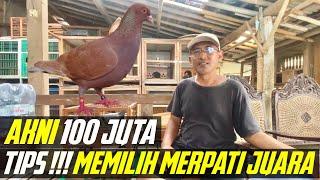 CARA MEMILIH MERPATI YANG BAGUS CALON JUARA