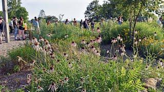 KU Native Medicinal Plant Research Garden 2022 summer solstice tour