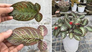 How to propagate Episcia cupreata Hanst by leaf wave