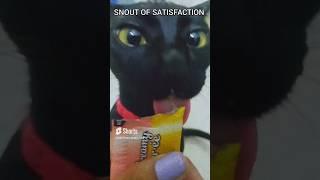 Mii-Chan's CatTreat Review #1 @temptationsbrand #cattreats#cute#yummy#cats#reaction