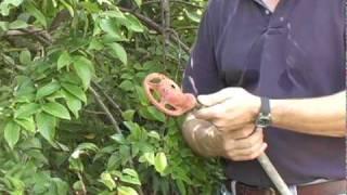 A06 Watering carambola trees