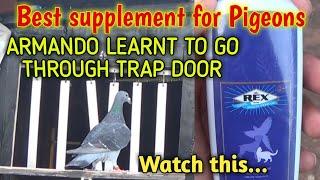 Healthy supplement for pigeons | vitamins & wheat oil | this will make birds fit and gains weight .