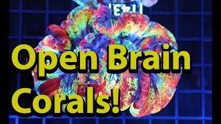 Keeping Open Brain Corals