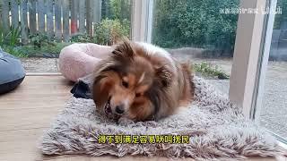 老年生活的快乐源泉，三大适合老年人养的宠物犬盘点   The source of happiness in old age, three pet dogs suitable for the elder