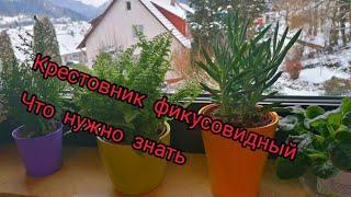 Крестовник фикусовидный.Что для него хорошо и, что нет#цветы #растения #влог #мотивация #