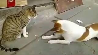 Angry Cats VS Dogs Funny Compilation 2017 !!!