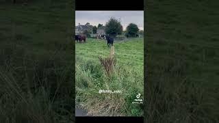 dog scared of horses