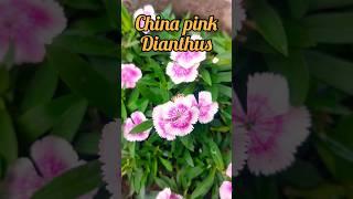 China pink/Dianthus a very beautiful plant