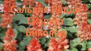 Сальвия обыкновенная Скарлет Биколор  обзор: как сажать, семена сальвии Скарлет Биколор