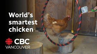 Guinness World Records says world’s smartest chicken may live in B.C.
