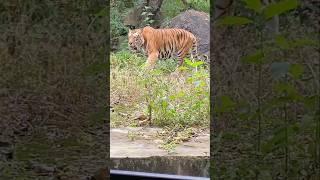 Massive Tiger Approaching #tiger #lion #tiger3