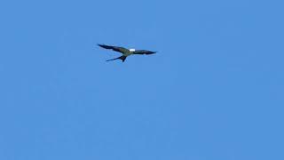 Have you seen this raptor? it's a Swallow-tailed Kite