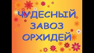 ЧУДЕСНЫЙ ЗАВОЗ ОРХИДЕЙ.Орхидеи почтой;магазин орхидей (Самара),ссылка на группу в описании к видео.