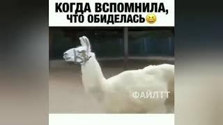 Смешные видео Для поднятия настроения Котики Смешные случаи Funny videos Приколы