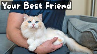 Pros and Cons of Owning a Ragdoll Cat | The Cat Butler