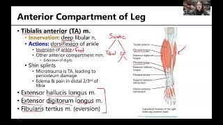 MSK5 MusclesLeg