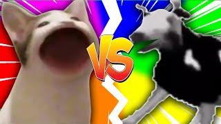 BEST OF Pop cat vs Polish cow 2020