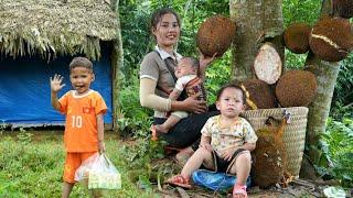 Harvesting super giant jackfruit for sale - the boy finds his own way home to his father