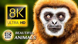 BEAUTIFUL ANIMALS 8K ULTRA HD • 8D AUDIO •