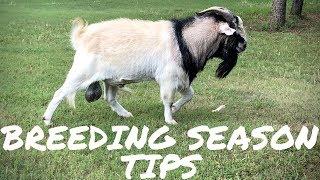 My Top Tips for a Successful Goat Breeding Season