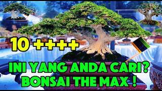 KUMPULAN BONSAI SANCANG MAME  KONTES THE MAX 30 CM 