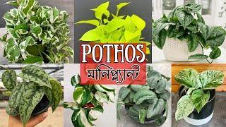 সেরা ৭ টি মানিপ্লান্টের দাম আমাজন গার্ডেনে | Pothos Money Plant | Gardening Bangladesh