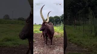 ⭕ANKOLE WATUSI CATTLE  Biggest Bulls And Cow