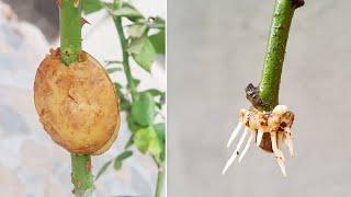 How to propagate roses with potatoes for fast rooting | Growing roses in potatoes