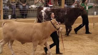 2020 Polk County Youth Fair - Market Steer Show (High Quality)