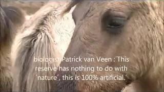 save the animals at oostvaardersplassen english translation
