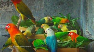 Lovebird Meal Time - April 2023