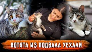 Котята с поражёнными глазами из подвала, спустя полтора года обрели прекрасную семью в Москве.