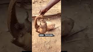 This STRANGE CREATURE was FOOD in The Congo… 