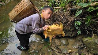 How to find turtles under the mud, Highland boy khai harvests turtles to sell .