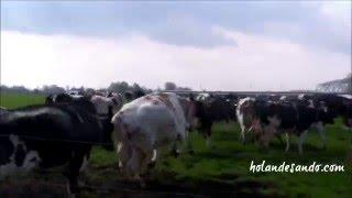 Vacas vão para o pasto na Holanda