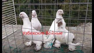 Достаточно редкая для России порода бойных голубей!