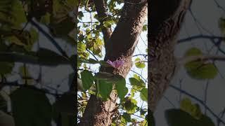 বেগুনি অর্কিড কাঞ্চন/হংকং অর্কিড কাঞ্চন(Hong Kong Orchid Tree, বৈজ্ঞানিক নাম- Bauhinia-Blakeana)