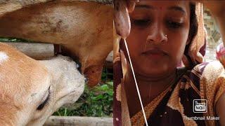 Woman's cow milking by hand in village style||गांव शैली में हाथ से महिला का गाय दुहना