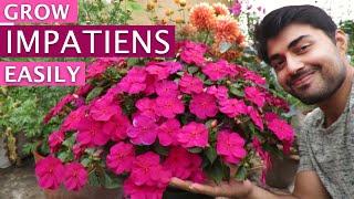 Impatiens Flower | Impatiens Plant Care | Grow Impatiens Easily || Shade Loving Flower ||