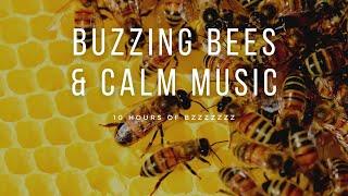 Buzzing Bees around a Hive with Calm Instrumental Music and Natural sound | 10 Hour