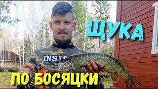 Щука в кляре. Как вкусно приготовить щуку.