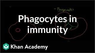Role of phagocytes in innate or nonspecific immunity | NCLEX-RN | Khan Academy
