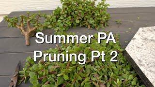 Summer PA Pruning Pt2:  Dave's Bonsai E233