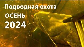 Подводная охота на сома, судака и щуку. Осень 2024.