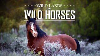 Wild Lands Wild Horses - Wild Horse Documentary Featuring Blue Eyes/Sinatra now at Skydog Sanctuary