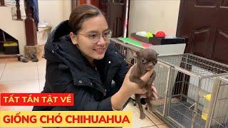 Tât Tần Tật Về Giống Chó Chihuahua - Phương Cún TV