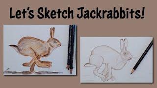 Discover and Draw Jackrabbits!